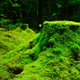 Something we’re guaranteed to see: Moss